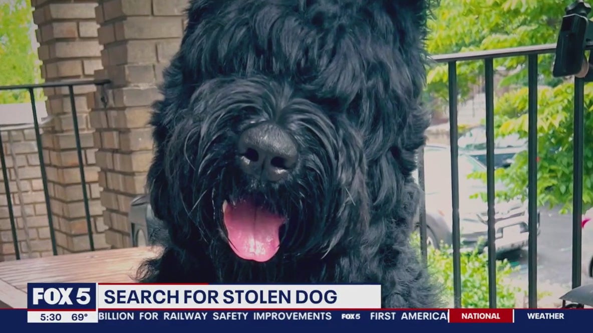 Dog stolen during armed carjacking, owners say